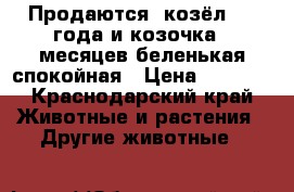 Продаются  козёл 1.8 года и козочка 5 месяцев беленькая спокойная › Цена ­ 3 500 - Краснодарский край Животные и растения » Другие животные   